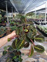 ?Red Maranta คล้ามารันต้าเรด??ส่งพร้อมกระถาง 8 นิ้ว ?