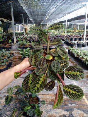 🪴Red Maranta คล้ามารันต้าเรด🪴📭ส่งพร้อมกระถาง 8 นิ้ว 📦