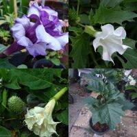 ต้นดอกลำโพงกาสลัก ดอกซ้อน  ต้นสูง 40-50 ซม. กระถาง 10 นิ้ว (Datura metel Linn. Var. fastuosa Safford) ออกดอกซ้อน สวยงาม ดอกซ้อนลำโพง เป็นดอกไม้โบราณหายาก