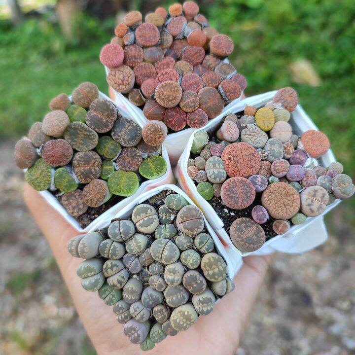 lithops-ไลทอปแบบก้อนติดดิน-ขนาดรวมประมาณ5ซม