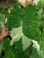 บอน มิวกี้ เวย์/Colocasia Milky Way (ตัดสดห่อตุ่ม)