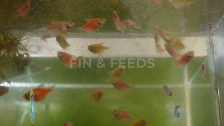Decapsulated BBS Baby Brine Shrimp 20 grams Ready to Feed, No Need to