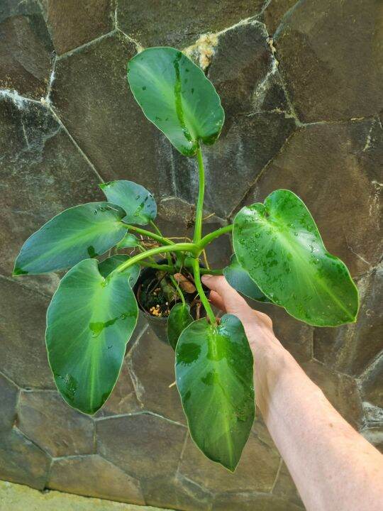 Philodendron Rugosum Aberrant form | Lazada