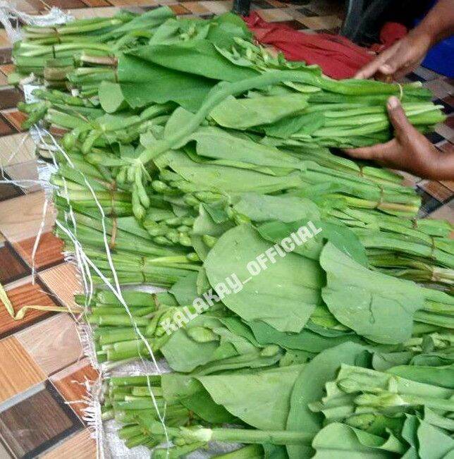 Genjer Sayur Per Ikat Sayuran Daun Genjer Muda Segar Genyer Eceng