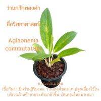 ว่านกวักทองคำชื่อวิทยาศาสตร์ Aglaoneต้นไม้จัดma tricolor (Nicols) Jervis ชื่ออื่น ว่านกวักแม่ทองคำ/ปัจจุบันเรียกกวักทองคำนำเงิน