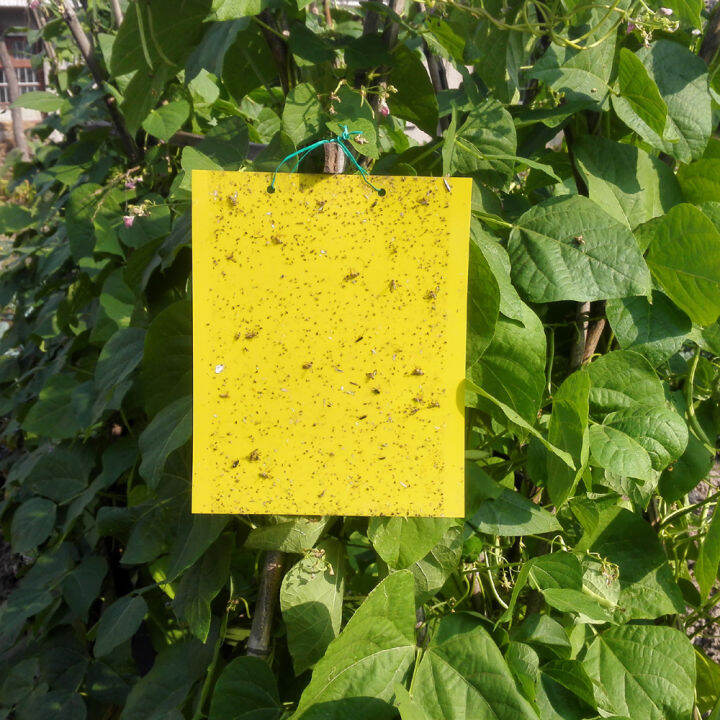 Sticky Insect Board Yellow Board Double-sided Sticky Insect Board ...