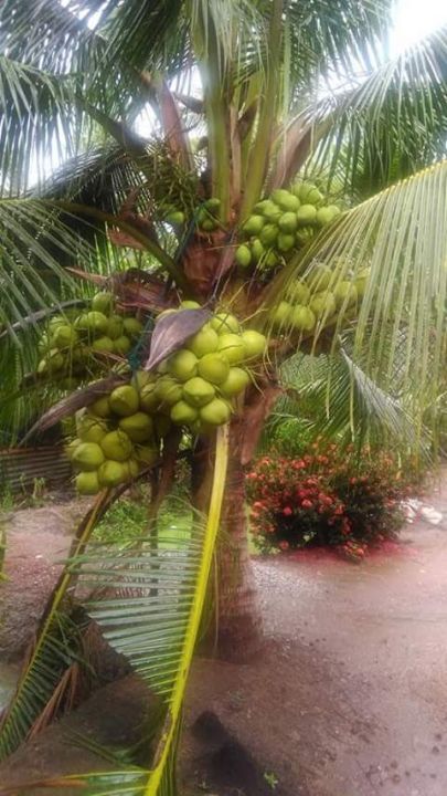 มะพร้าวน้ำหอมแท้-100-จากสวนนันทวัลย์-coconut-water-สดใหม่จากต้น-น้ำหอมหวาน-จากธรรมชาติ