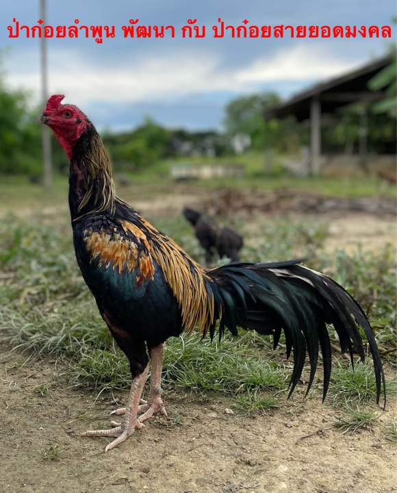 ไข่เชื้อไก่-ป่าก๋อย-เสื้อพม่า