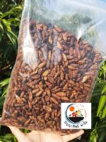 หนอนไหมอบแห้ง 500 กรัมg. Dried Silkworm Pupae