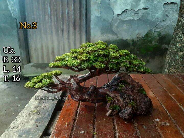 bonsai aquascape Lazada Indonesia
