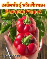 เมล็ดพันธุ์ พริกฟักทอง (Pumpkin Pepper) บรรจุ 35เมล็ด ของแท้ 100% มีรสเผ็ด สามารถประกอบอาหารได้ ปลูได้ทุกฤดูกาล ติดผลดก