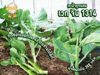 เมล็ดคะน้ายอด พันธุ์ลูกผสม จากไต้หวัน (Chinese Kale) ลำต้นและใบอวบใหญ่ รสชาติกรอบนุ่ม อร่อยมาก ต้านทานโรคได้ดี น้ำหนักประมาณ 300 กรัมต่อต้น