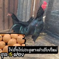 ไข่เชื้อไก่ประดูหางดำเชียงใหม่ ชุด 5 ฟอง สำหรับฟัก