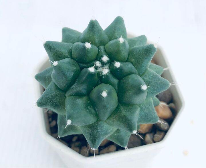 กระบองเพชร-แคคตัส-แมมอิรุซามุ-mammillaria-erusamu