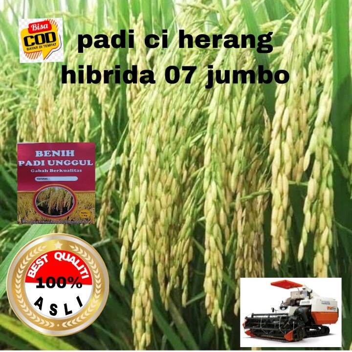 Benih Padi Unggul Ci Herang Hibrida 07 Jumbo Kualitas 1kg Lazada