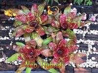 สับปะรดสี นีโอ ไฮบริด/ Neo Hybrid/ ฟอร์มกุหลาบน่ารักมาก สีแดงสดเข้มลายจุด