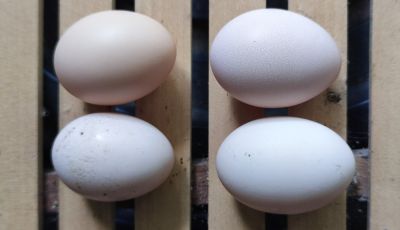 ไข่เชื้อไก่ดำอินโดจีน ดำสะใจ ตัวใหญ่ สำหรับฟักในตู้ฟัก แบบ 4ใบ