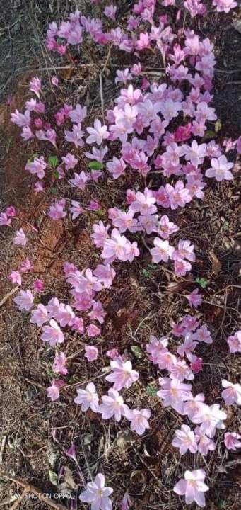 ดอกบัวดินพม่าสีชมพูหายาก1หัวพันธุ์-ไม้ดอกประดับหายาก