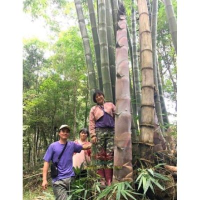 เมล็ดพันธุ์ ไผ่หน่อยักษ์ (Giant bamboo) บรรจุ 10 เมล็ด ลำต้นใหญ่ หน่อใหญ่ รัปประทานนำไปทำอาหารได้ นิยมปลูกมาก