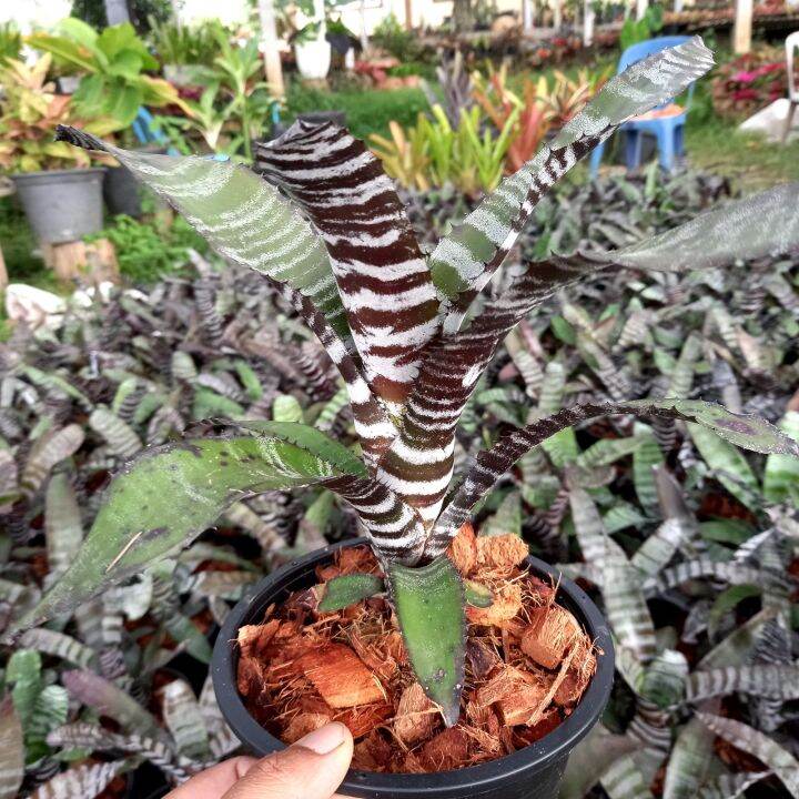 aechmea-chantinii-hybrid-คัดลายสวยๆ-สับปะรดสี-ม้าลาย-ลายชัดๆทุกต้น-ส่งแบบถอดราก