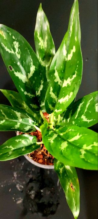 ต้นเขียวหมื่นปี-chinese-evergreen-ยังคงเป็นต้นไม้ยอดนิยมของคนในยุคนี้-เพราะด้วยลวดลายที่สวยสดงดงาม-ส่งพร้อมกระถาง