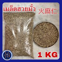 เมล็ดฮวยมั้ว 1 กก. เกรดA (火麻仁 1KG) อาหารนก ฮวยมั๊ว ฮ้วยมั้ว Hemp Seed อาหารว่างสำหรับนก แฮมเตอร์ กระรอก