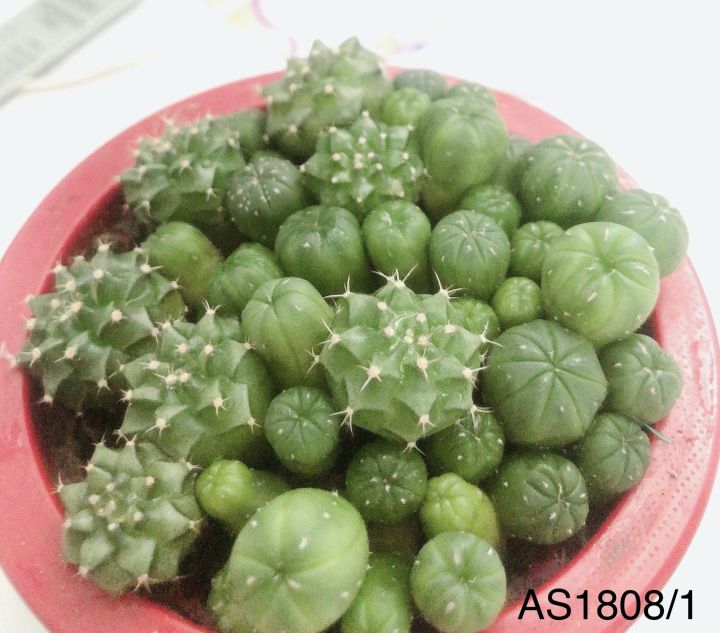 แคคตัส-แอสโตรไฟตัม-astrophytum-ยกพอต