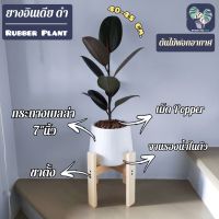 ?ต้นยางอินเดียดำ Rubber Plant พร้อมกระถางเบลล่า7"นิ้ว+เม็ดPopper+ขาตั้ง (ต้นไม้ฟอกอากาศ)