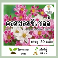 เมล็ดพันธุ์ คอสมอสซีเชลล์ คละสี  (Cosmos Sea Shells) บรรจุ 150เมล็ด เมล็ดพันธุ์แท้นำเข้าจากต่างประเทศ