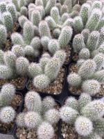 นิ้วเงิน ไม้หายาก Mammillaria Elongata