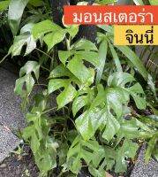 Monstera ginny มอนสเตอร่า จินนี่ มี 5-6ใบ ไม้ฟอกอากาศ