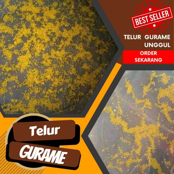 Telur Gurame Padang Isi 1000 Telur Gurame Padang Super Telur Isi 1000