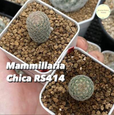 [MAMM21] Mammillaria Chica RS414 แมมมิลลาเรีย แคคตัส กระบองเพชร ต้นไม้ ไม้เพาะเมล็ด