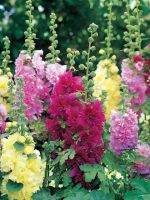 เมล็ดพันธุ์ ฮอลลี่ฮอค ซัมเมอร์ คาร์นิวอล มิกซ์  ( Holly Hock Mix ) บรรจุ 15 เมล็ด ดอกซ้อนสีผสม ต้นสูง 120-150 ซม.