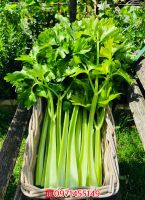 เมล็ดขึ้นฉ่ายฝรั่ง เซเลอรี่  4,000+ เมล็ด  Celery Seeds Original  Packaging   เมล็ดนำเข้า พันธุ์แท้ 100%  สายพันธุ์ OP