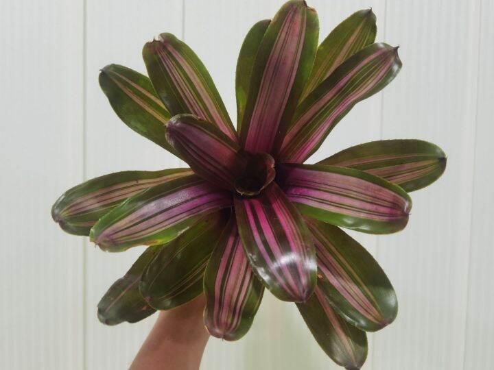 Neoregelia 'Purple Phantom' Bromeliad – Live Tropical Pup Plant – Small, Bare Root