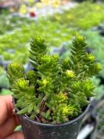 Sedum Goldmanii ไม้อวบนำ้ น่ารักๆ กระถาง 2 นิ้ว