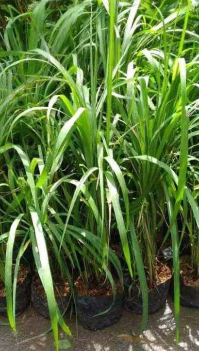 Citronella plants with FREE fertilizer | Lazada PH