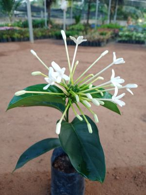 ต้นพุดบุญรักษา  ดอกสีขาวมีกลิ่นหอม ดอกตลอดปี สูง60-70ซ.ม