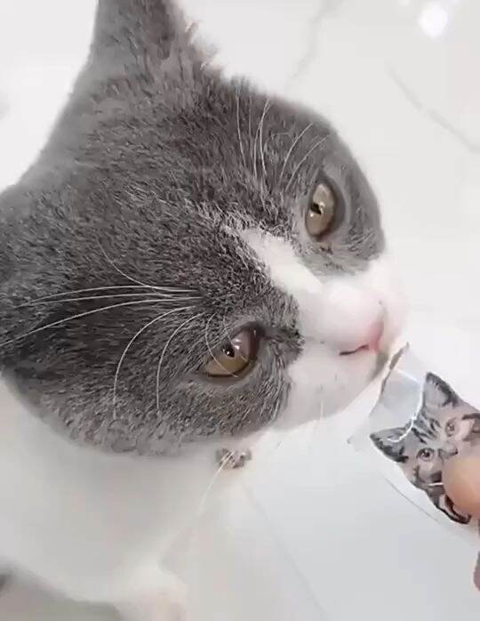 SOAR Healthy Vitamin DHA Creamy Cat Treat Vitamin A,B & D 15g Perpack Cat Wet Food Lazada