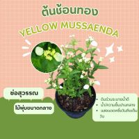 ซ้อนทอง Yellow Mussaenda ช่อสุวรรณ,สร้อยสุวรรณ