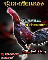 ไข่ไก่ชนก๋อยกัด สายปราณบุรี100% ร้านจัดส่งไว เจ้าเเสนชัย