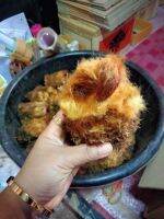 ว่านลูกไก่ทองขนาดกลาง