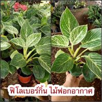 ? ต้นฟิโลเบอร์กิ้น ?ไม้ฟอกอากาศ วางในบ้านมีลายใบสวยแปลกตา