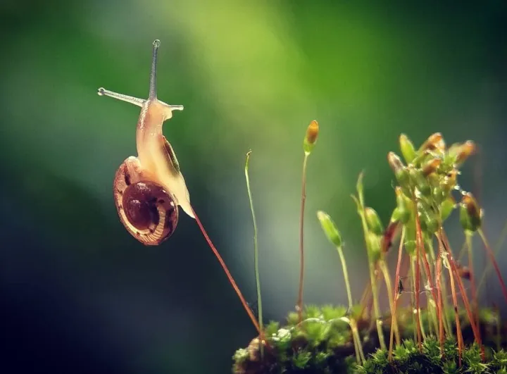 Kartu Siput Cantik Lazada Indonesia