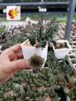 เก๋งจีน Huernia แคคตัส กระบองเพชร cactus&amp;succulent