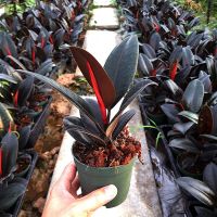 ยางอินเดียดำ กระถาง4 นิ้ว คัดเกรด สูง25-35ซม.ficus elastica burgundy