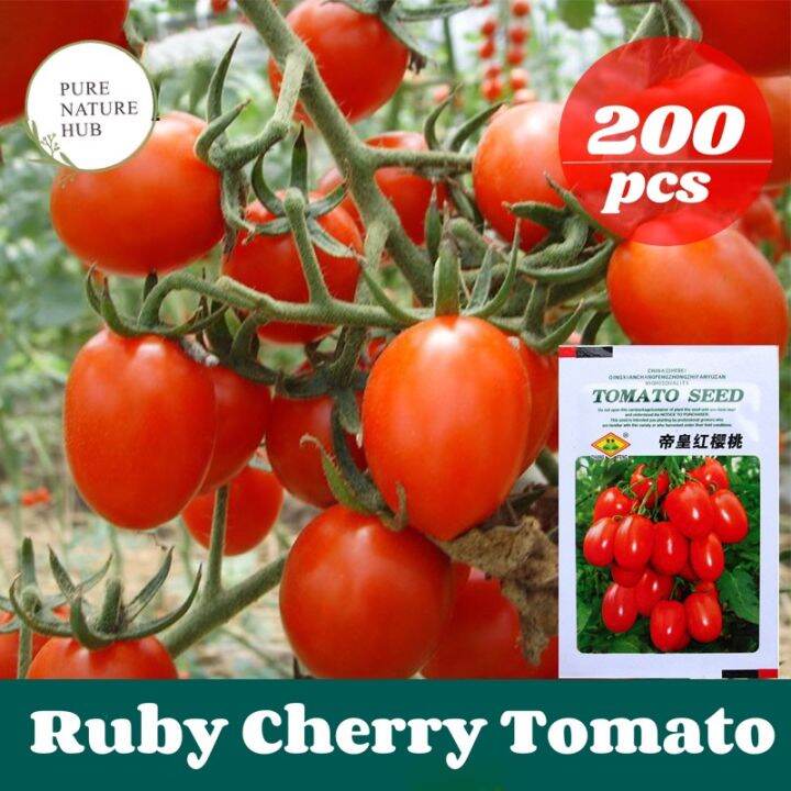 Ruby Cherry Tomato Seed 200 pcs+ Biji Benih Tomato Ceri Ruby 帝皇红樱桃圣女果