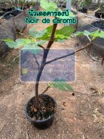 ต้นมะเดื่อฝรั่ง นัวเดอคารองบ์,noir de caromb fig tree in pot