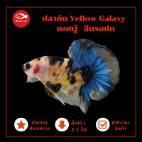 ปลากัด Yellow Galaxy HMPK  สีเหลือง น้ำเงิน ตรงปกตัวในรูป เพศผู้ เลี้ยงสวยงาม มีประกันสินค้า เก็บปลายทางได้